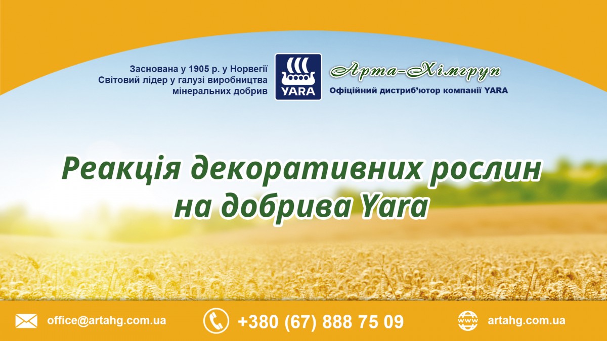 Реакція декоративних рослин на добрива Yara (Відео)