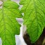 Дефіцит сірки