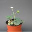 Дефіцит фосфору